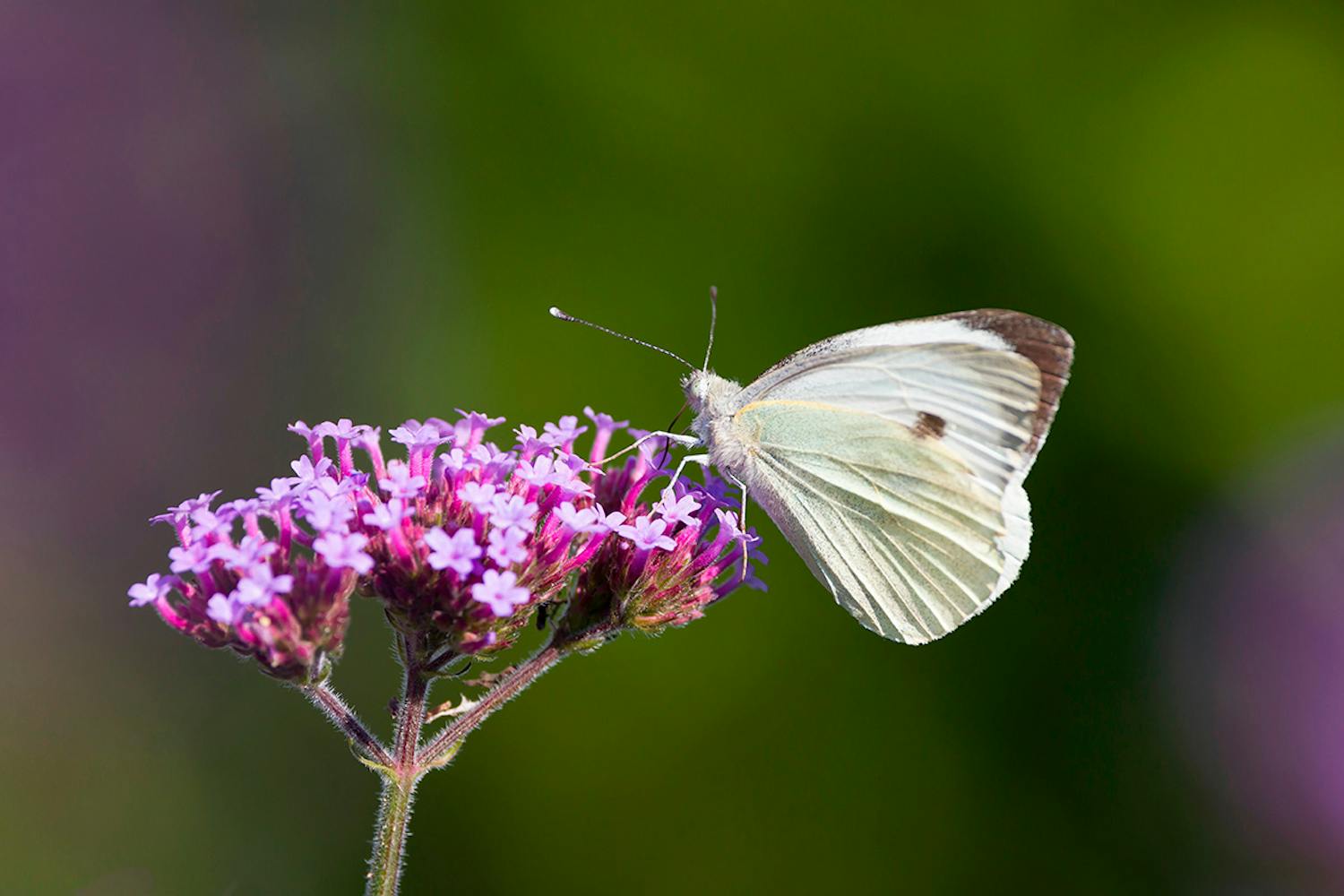 Kaaliperhonen Kaaliperhonen luonnossa.